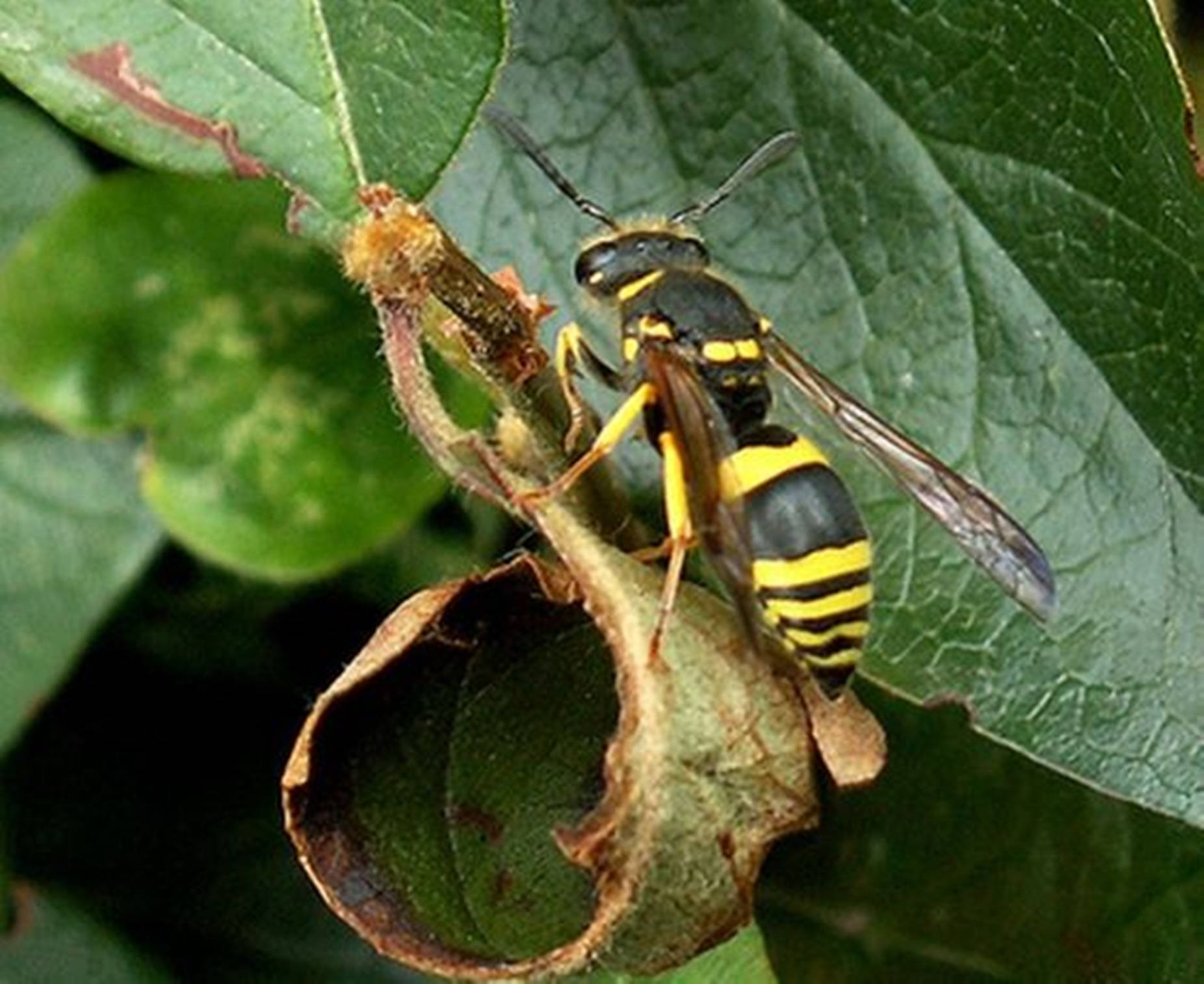 Wasp On A Curled Leaf Nest Wallpaper