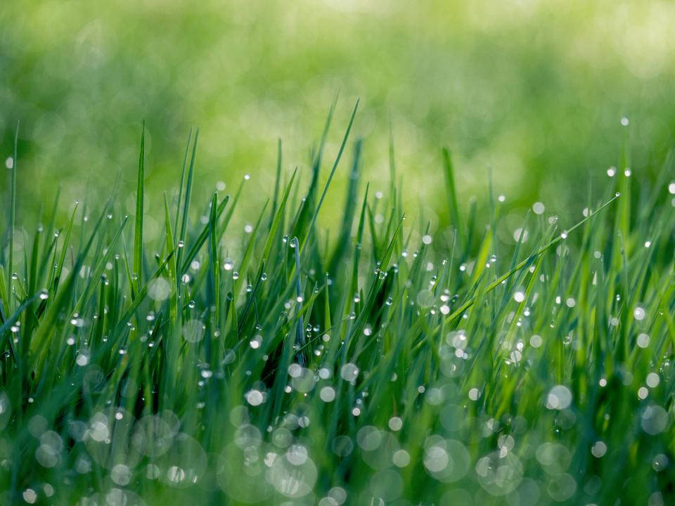 Water Droplets As Morning Dew Wallpaper