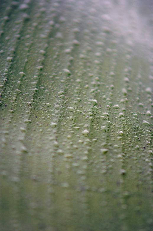 Water Droplets Following Leaf Lines Wallpaper