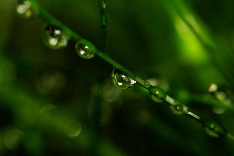 Water Droplets Hanging On Grass Wallpaper