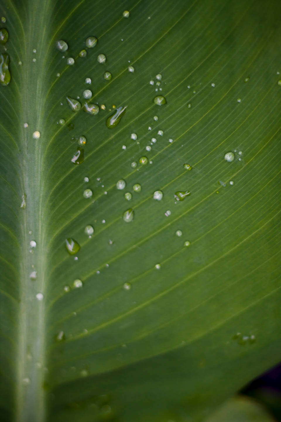 Water Droplets On Broad Leaf Wallpaper