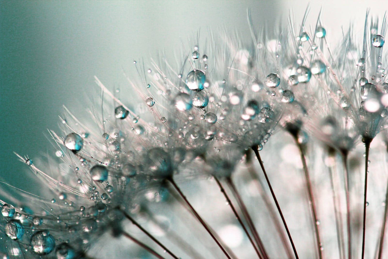 Water Droplets On Dandelion Wallpaper