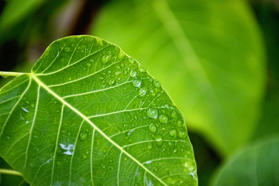 Water Droplets On Green Leaf Wallpaper