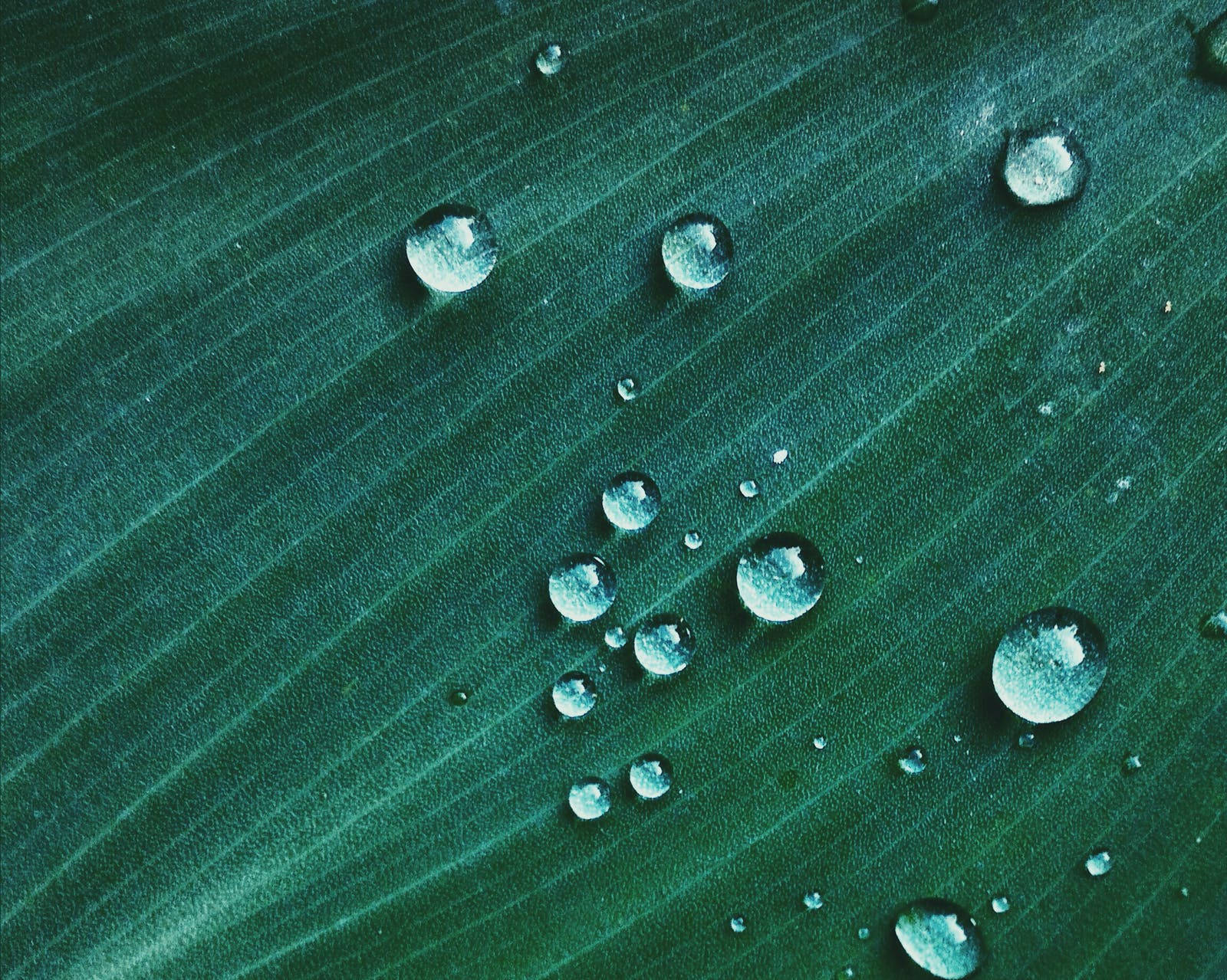 Water Droplets On Leaf Wallpaper