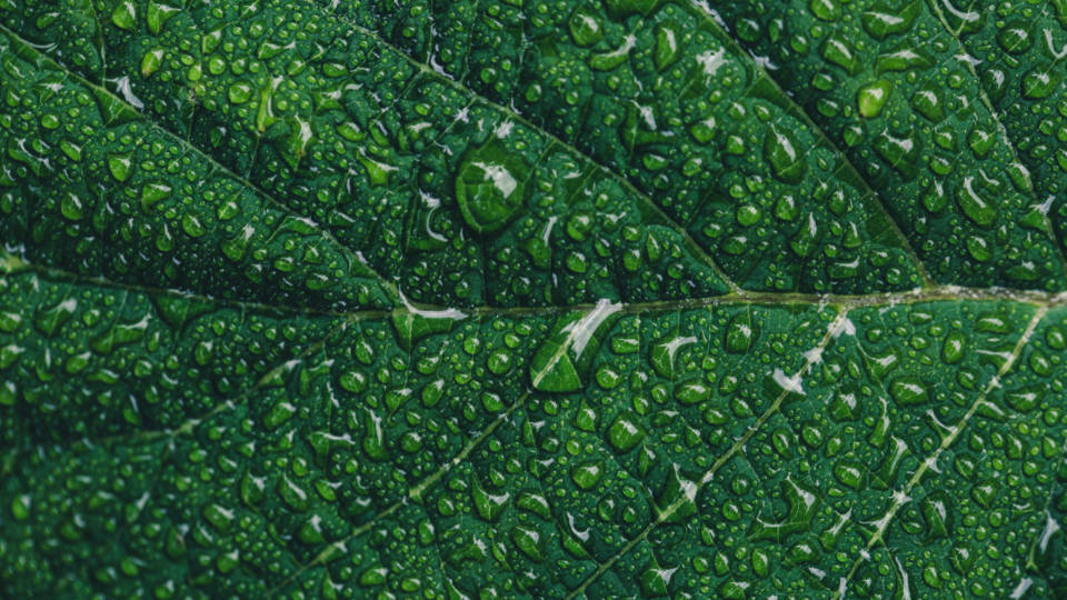 Water Droplets On Leaf Veins Wallpaper