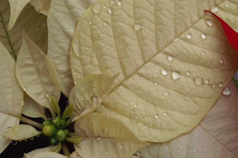 Water Droplets On Plants Wallpaper