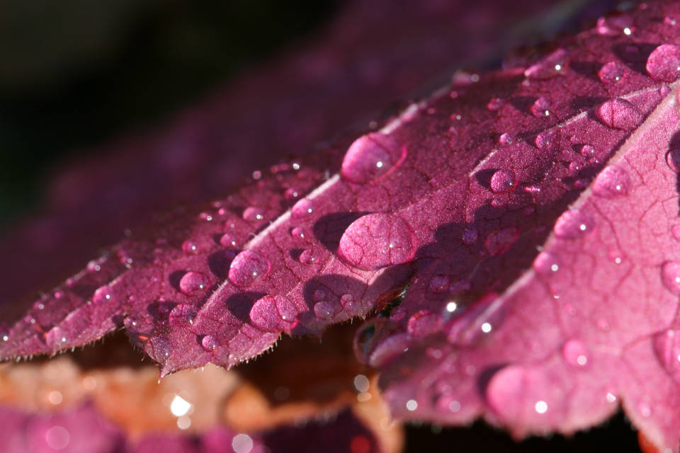 Water Droplets On Purple Leaf Wallpaper