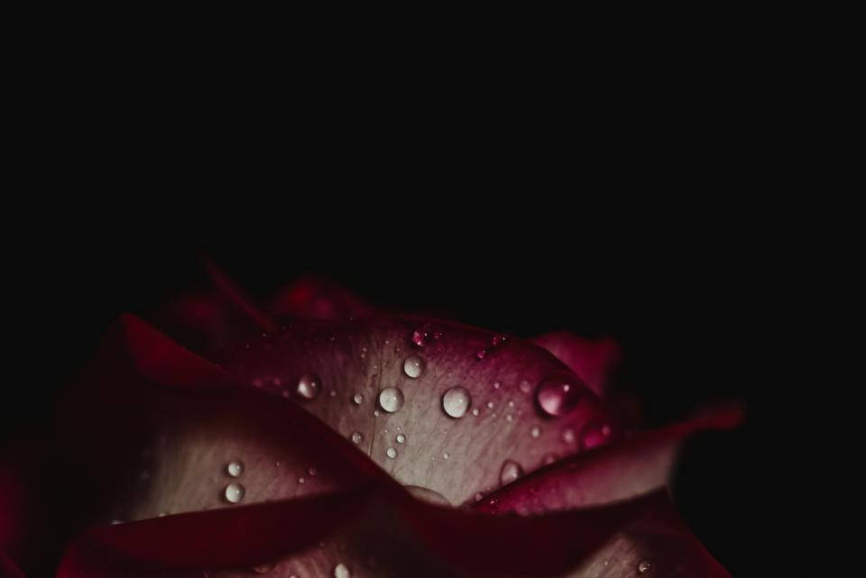 Water Droplets On Rose Wallpaper