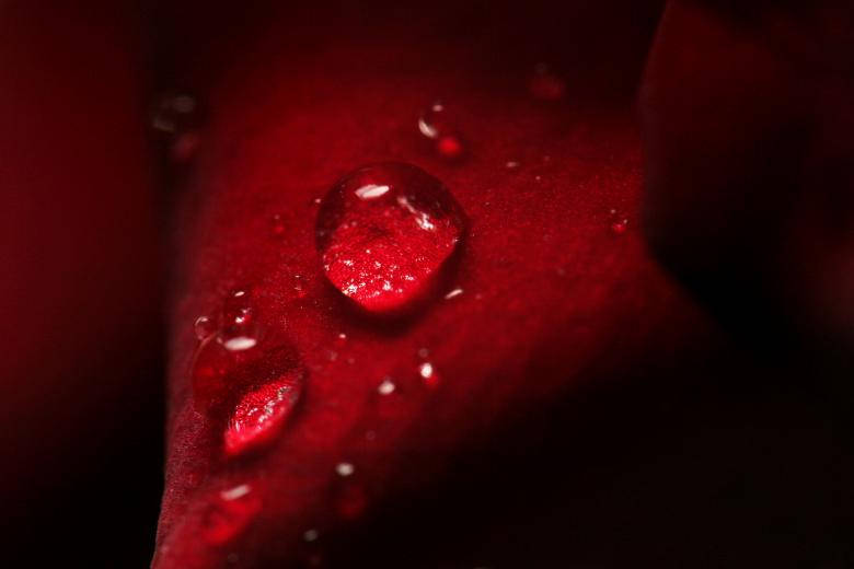 Water Droplets On Rose Petal Wallpaper