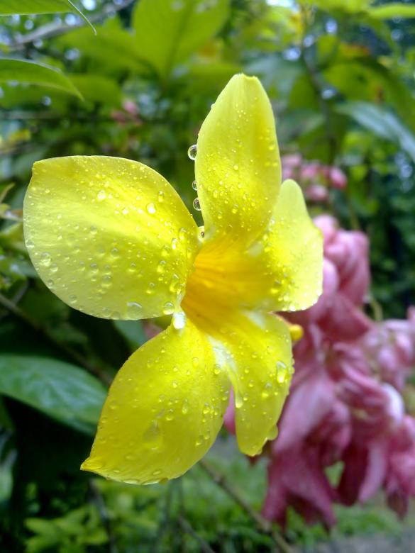 Water Droplets On Yellow Flower Wallpaper