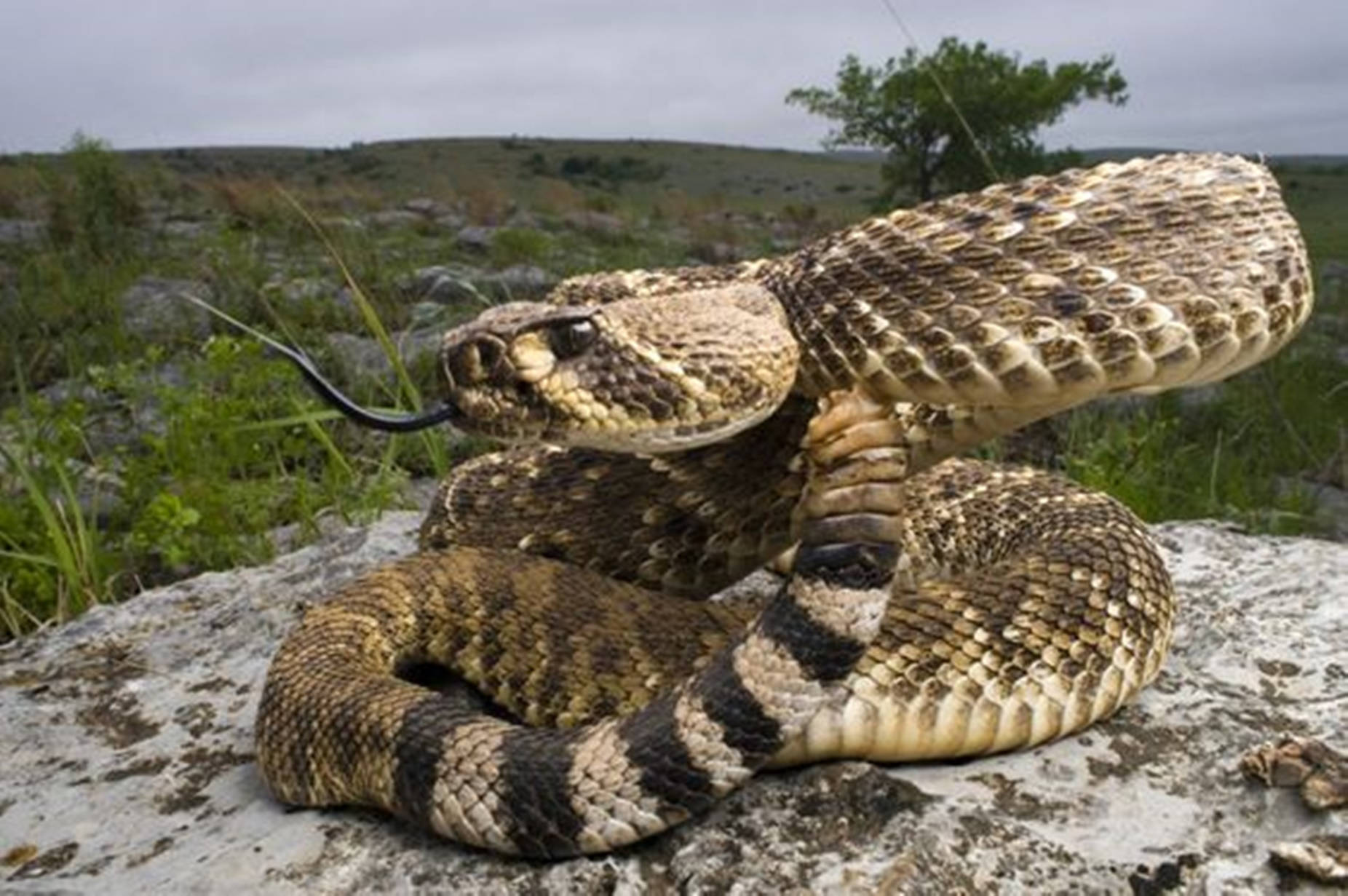 Water Moccasin Brown Rattlesnake Wallpaper