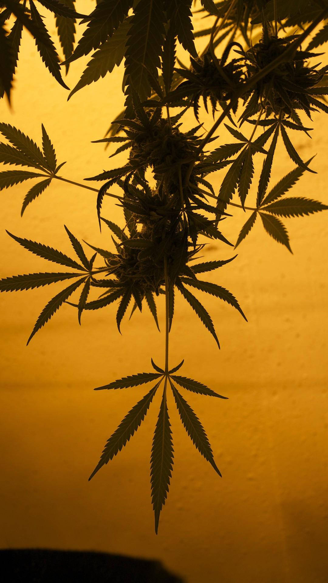 Download free Weed And Sunset For Iphone Wallpaper MrWallpaper