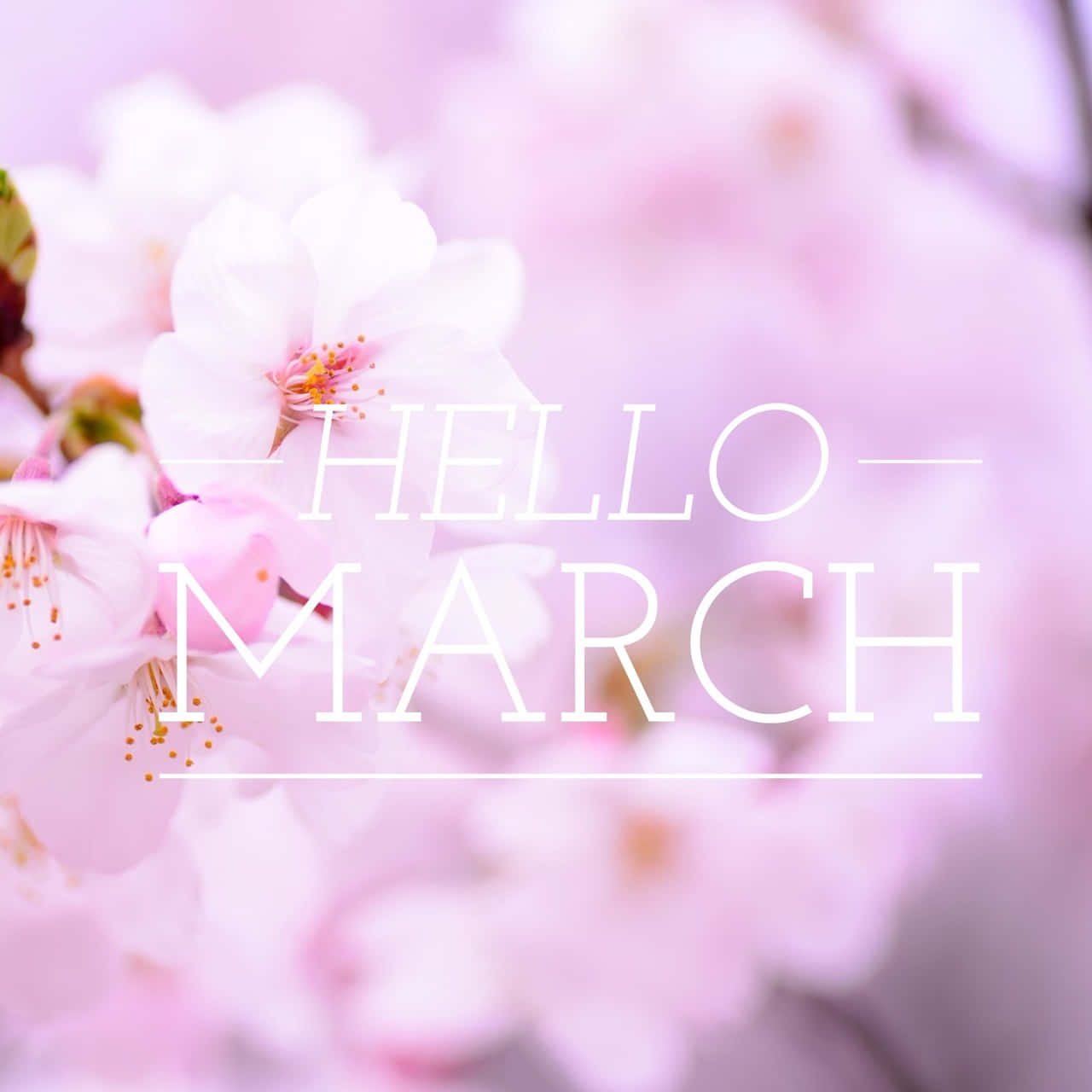 Welcome, March! New Beginnings Are Coming. Wallpaper