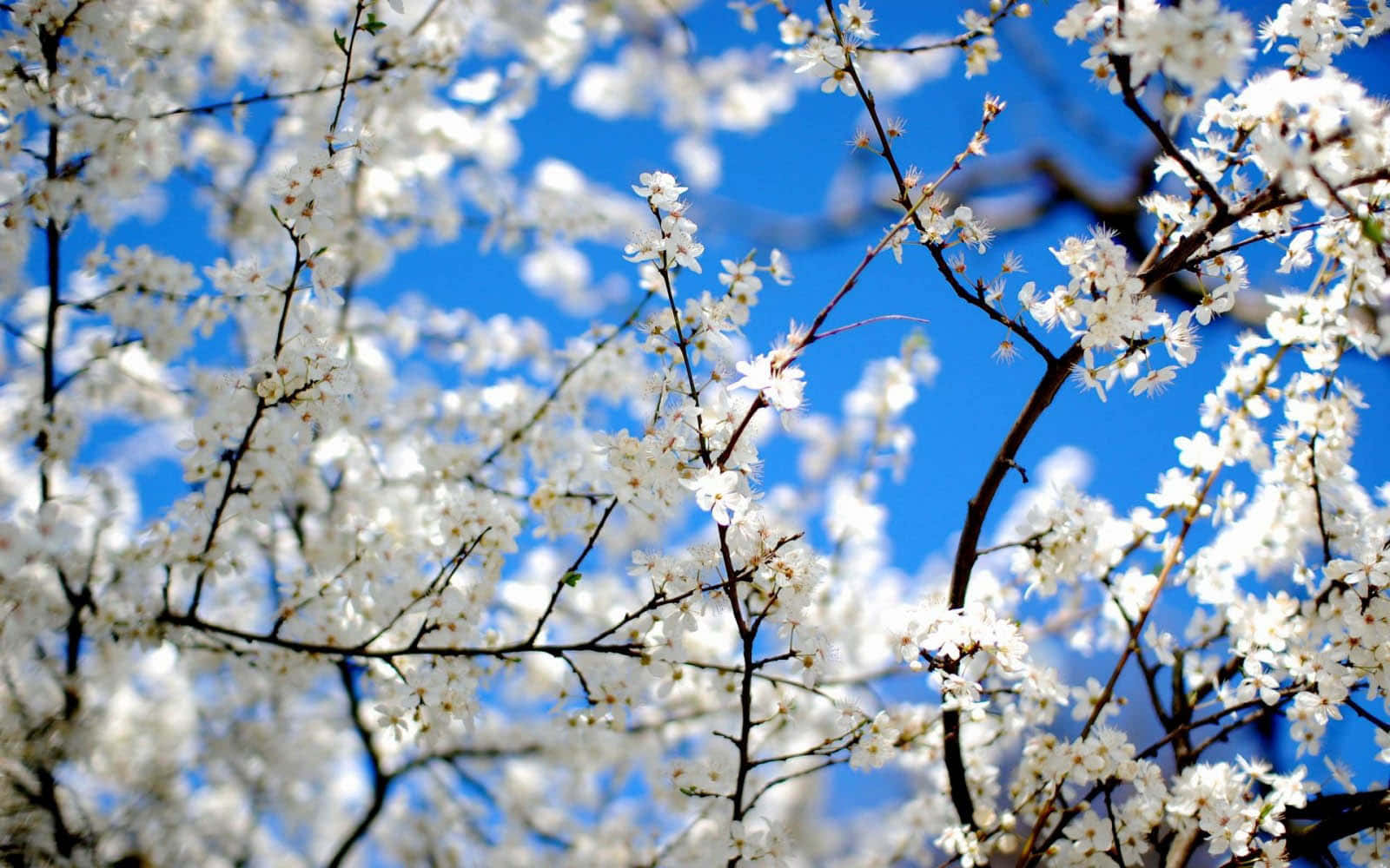 Welcoming Spring To Your Desktop Wallpaper