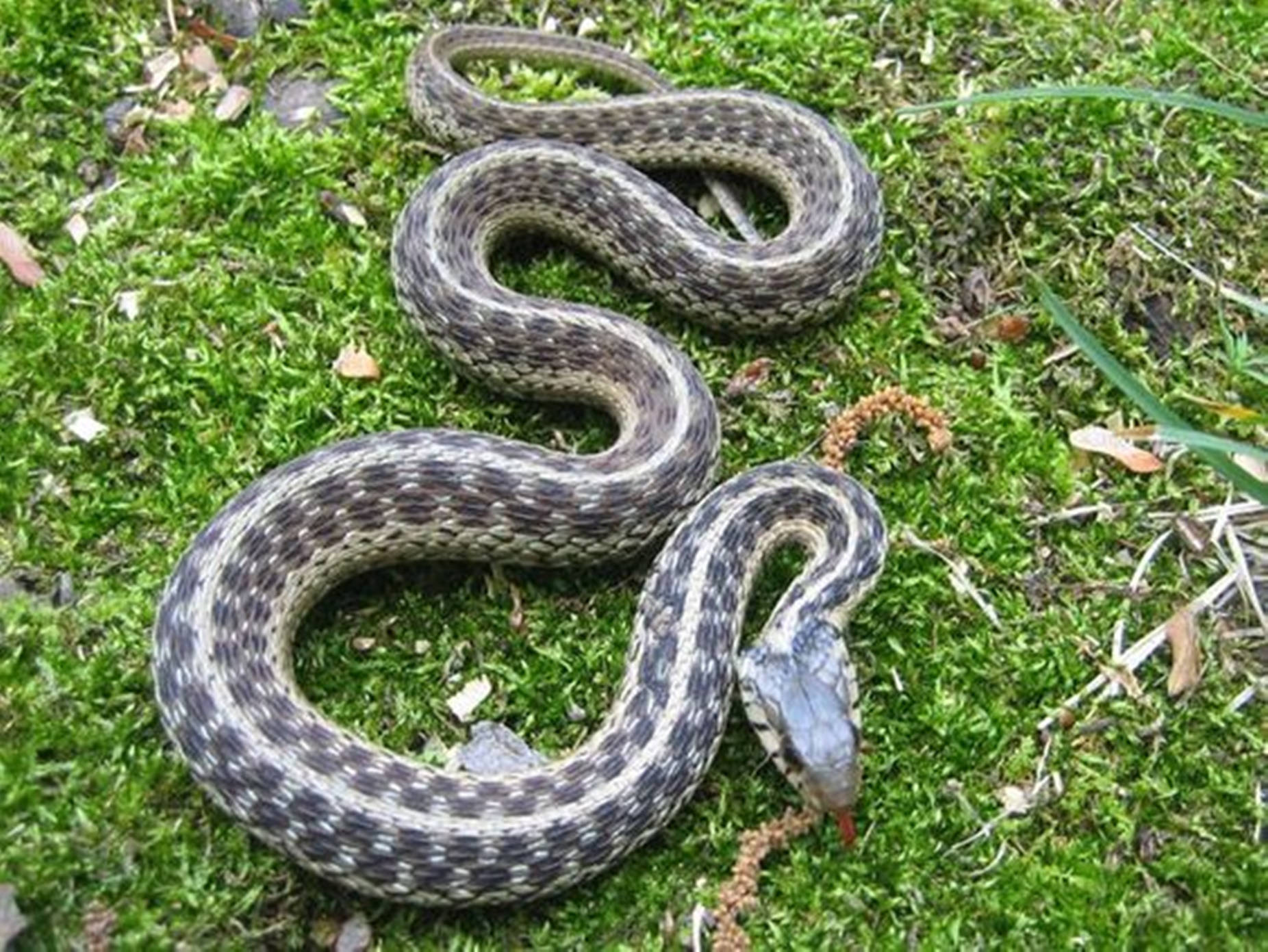 Western Terrestrial Garter Snake Wallpaper