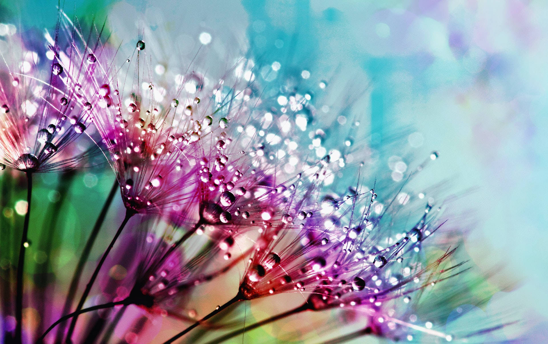 Wet Flower Petals Banner Wallpaper