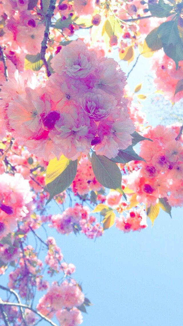 Whatsapp Chat Cherry Blossom Tree Wallpaper
