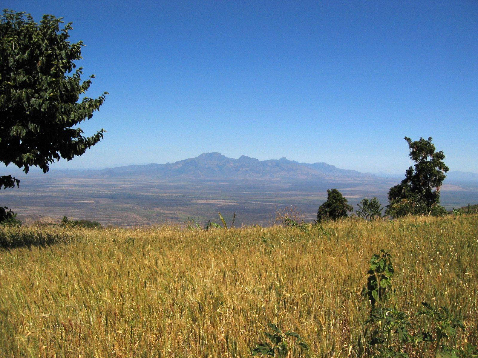 Wheat Field In Kenya Wallpaper