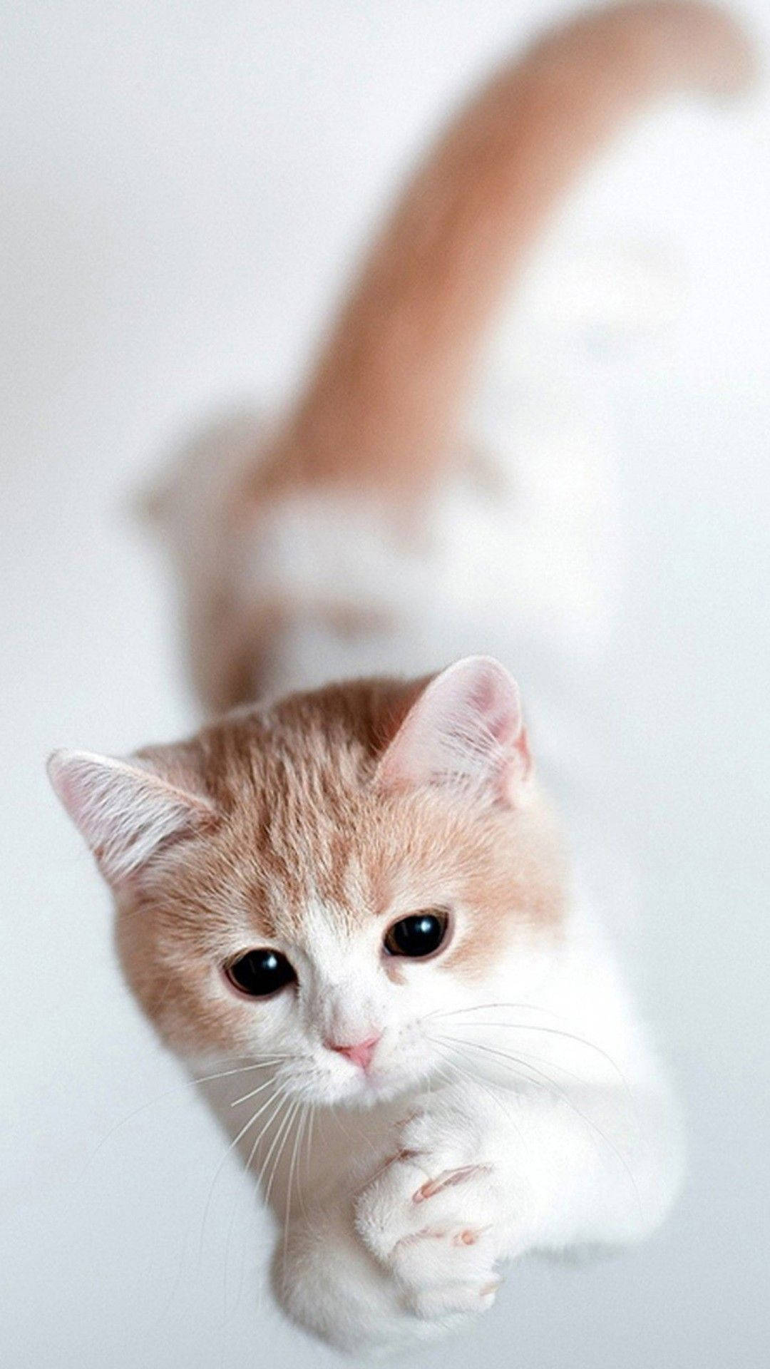 White And Brown Munchkin Cat Iphone Wallpaper
