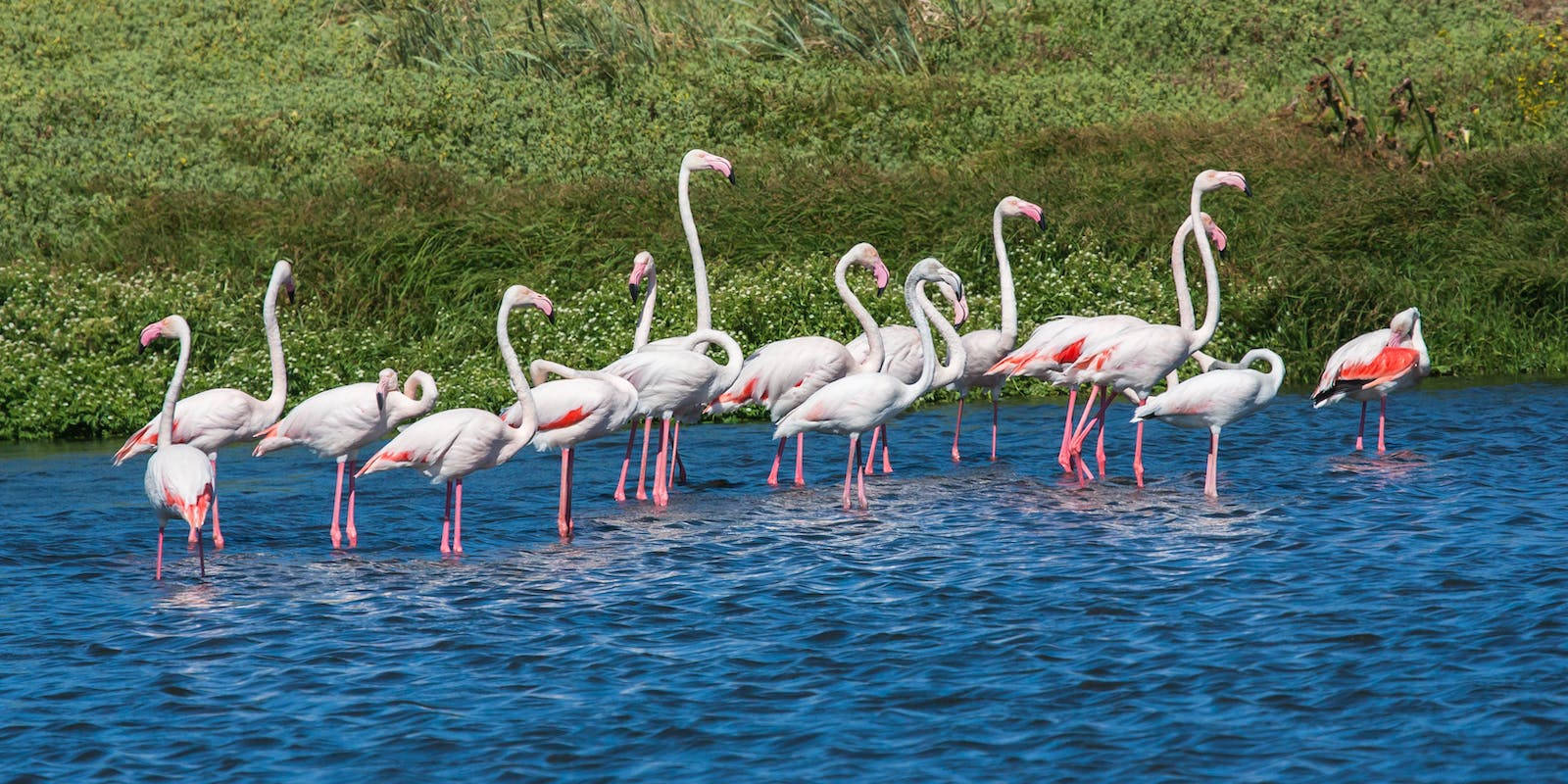 White And Pink Flamingos Beautiful Birds Wallpaper