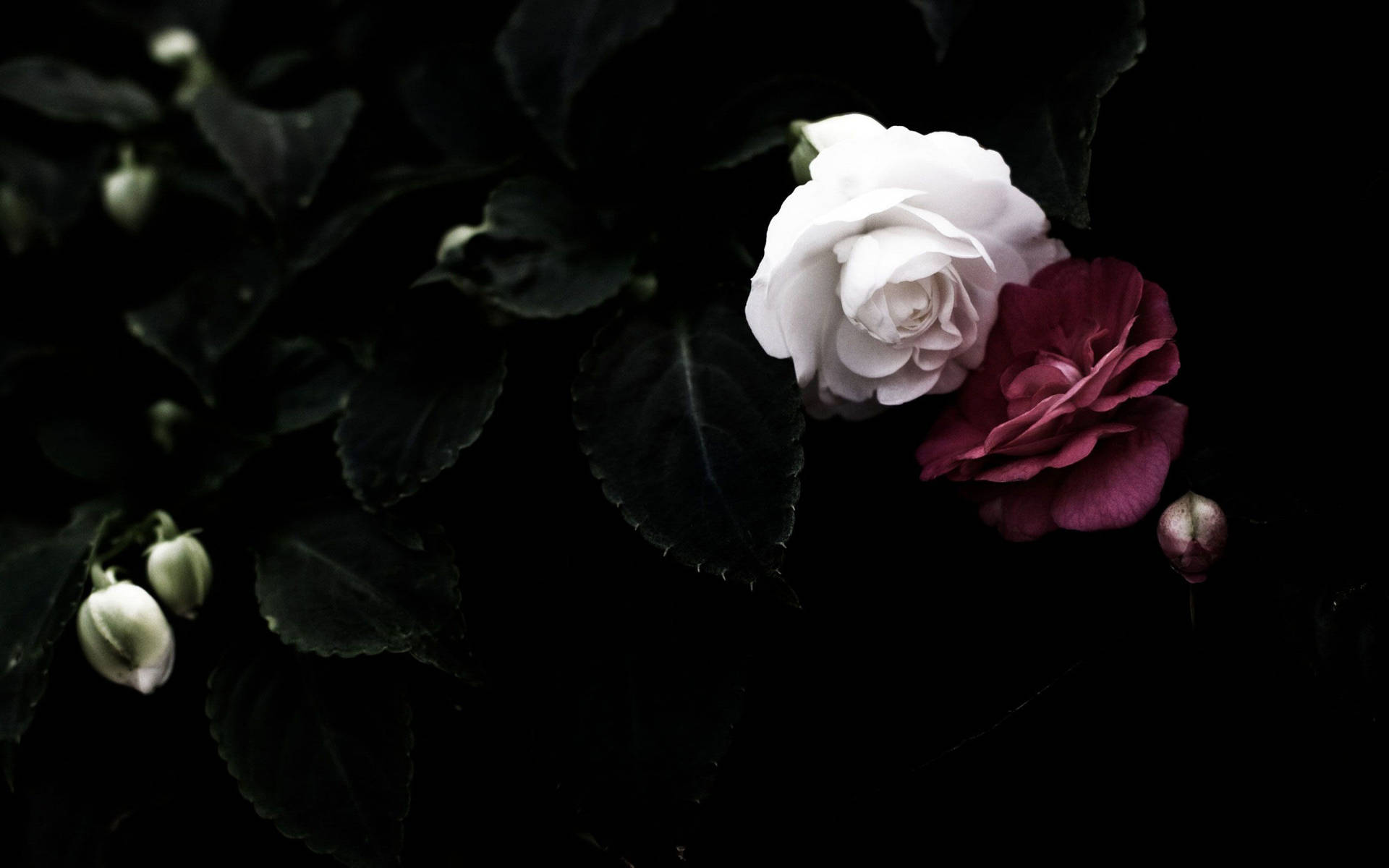 White And Red Rose Flowers On A Black Wallpaper