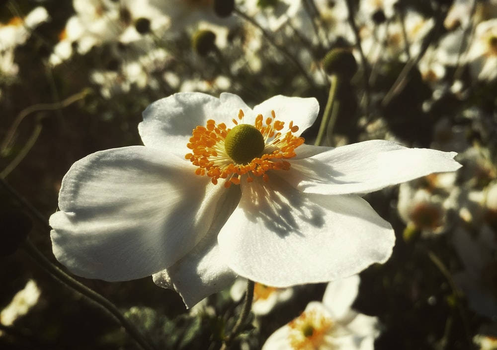 White Anemone Flower Wallpaper
