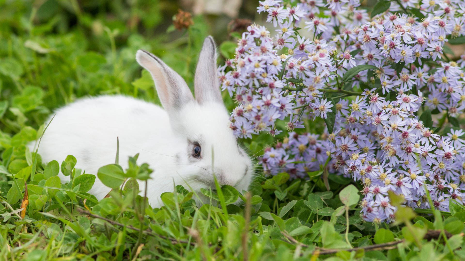 White Baby Bunny With Big Ears Wallpaper