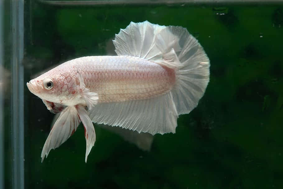 White Betta Fish Swimming Wallpaper