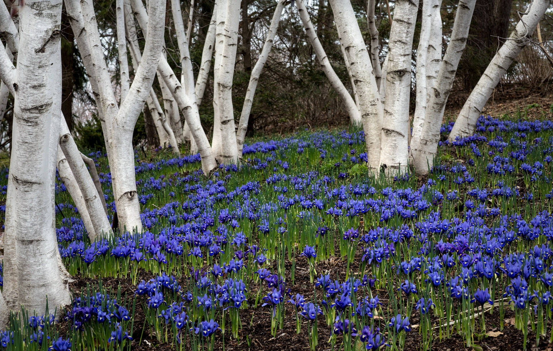 White Birch Tree Bluebell Flowers Wallpaper