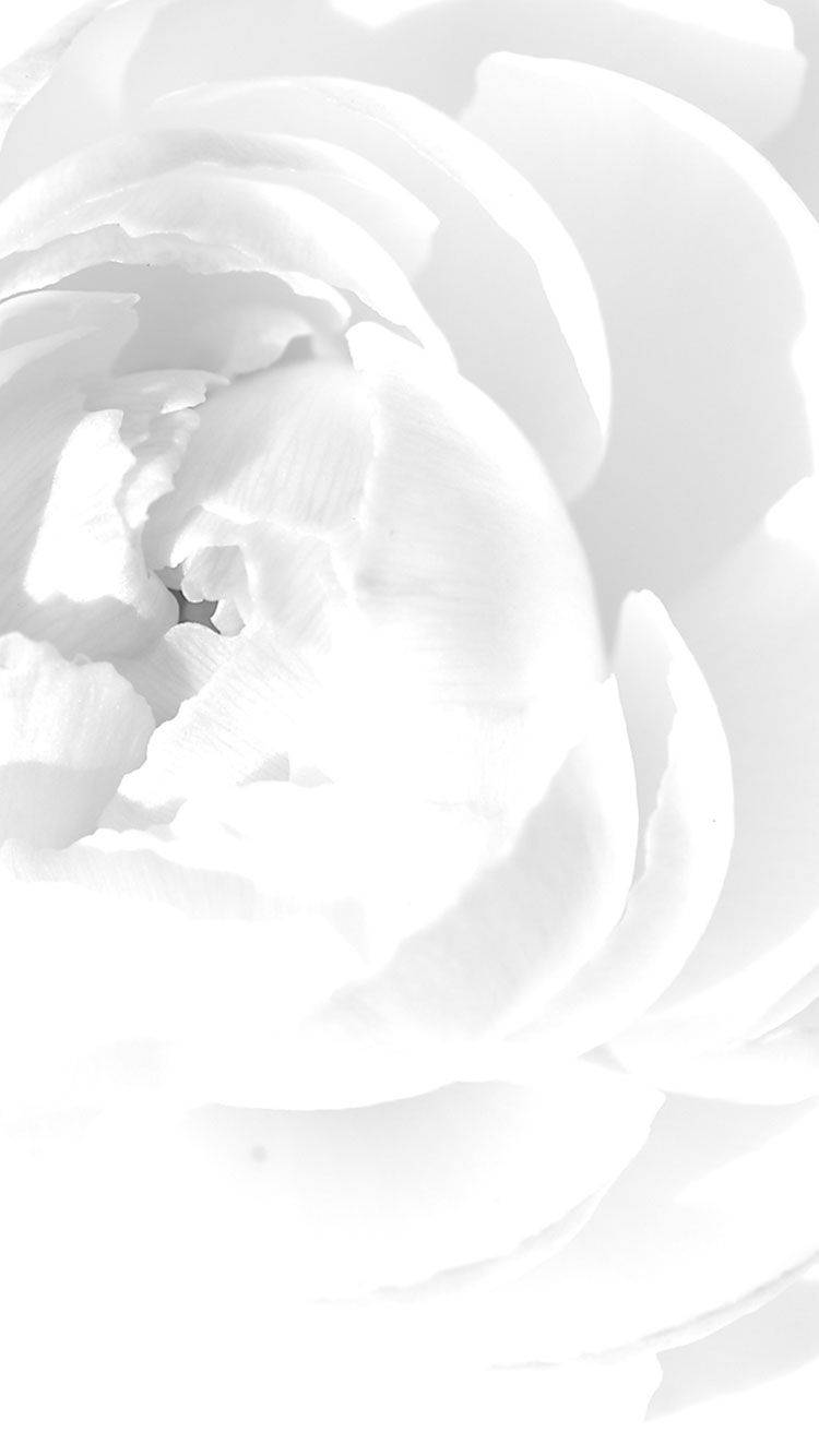 White Blooming Rose Iphone Wallpaper