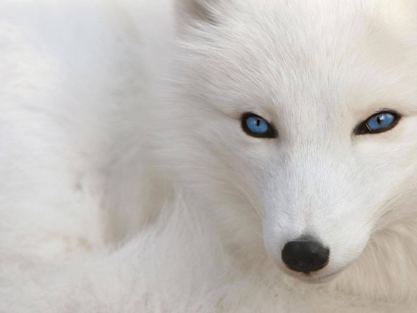White Blue-eyed Dog Wallpaper