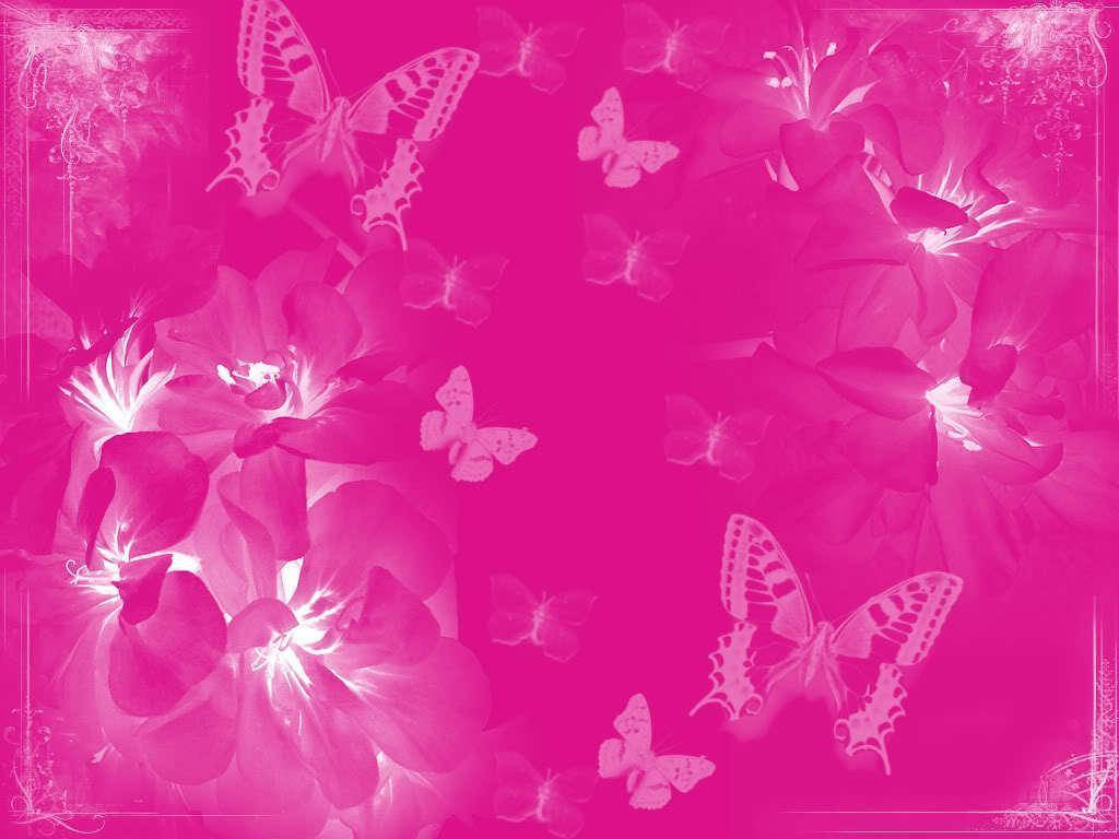 White Butterflies In Pink Plain Color Wallpaper