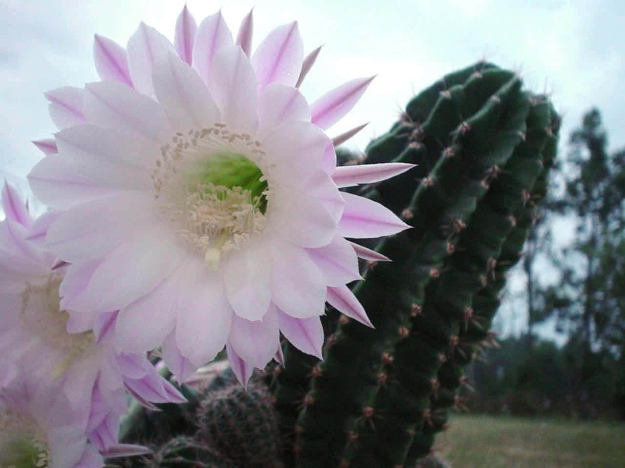 White Cactus Flower Wallpaper