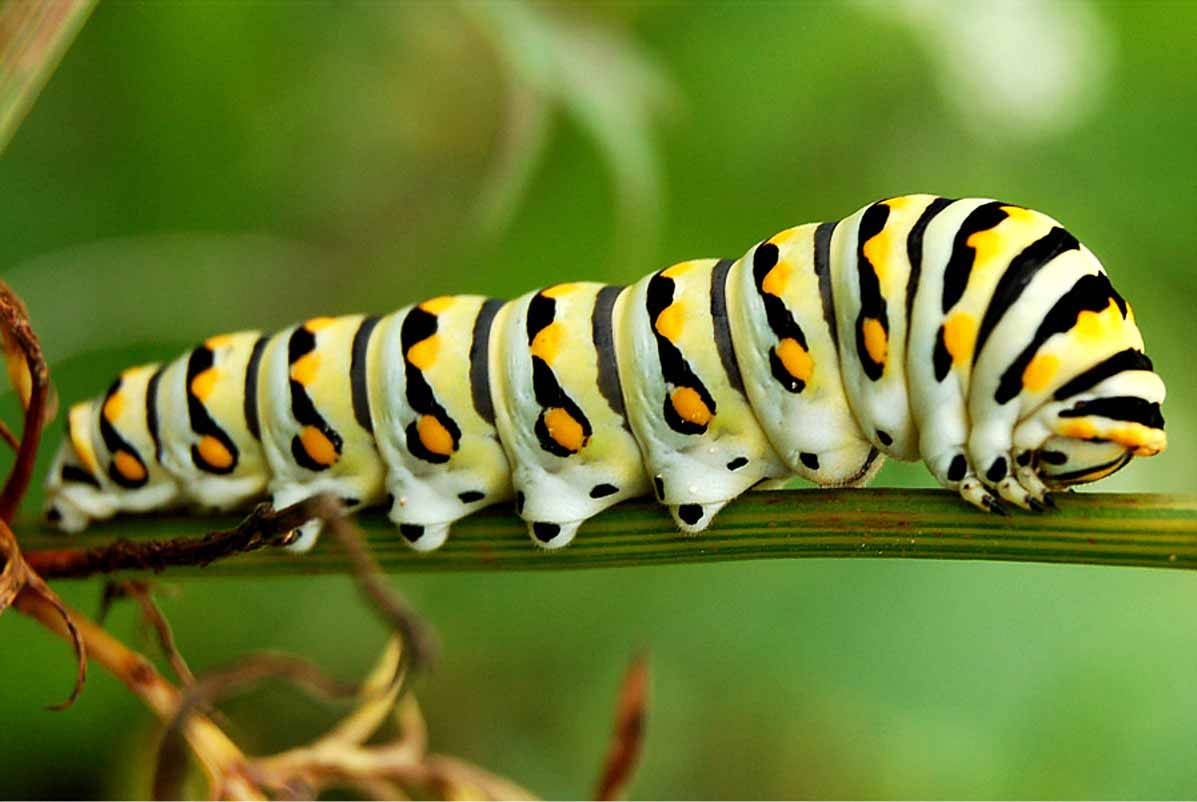 White Caterpillar With Black Pattern Wallpaper