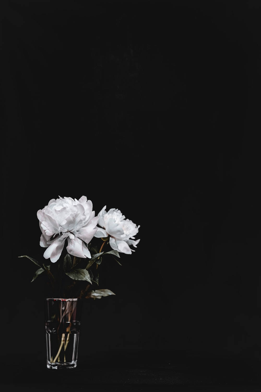 White Floral On Glass Dark Background Wallpaper