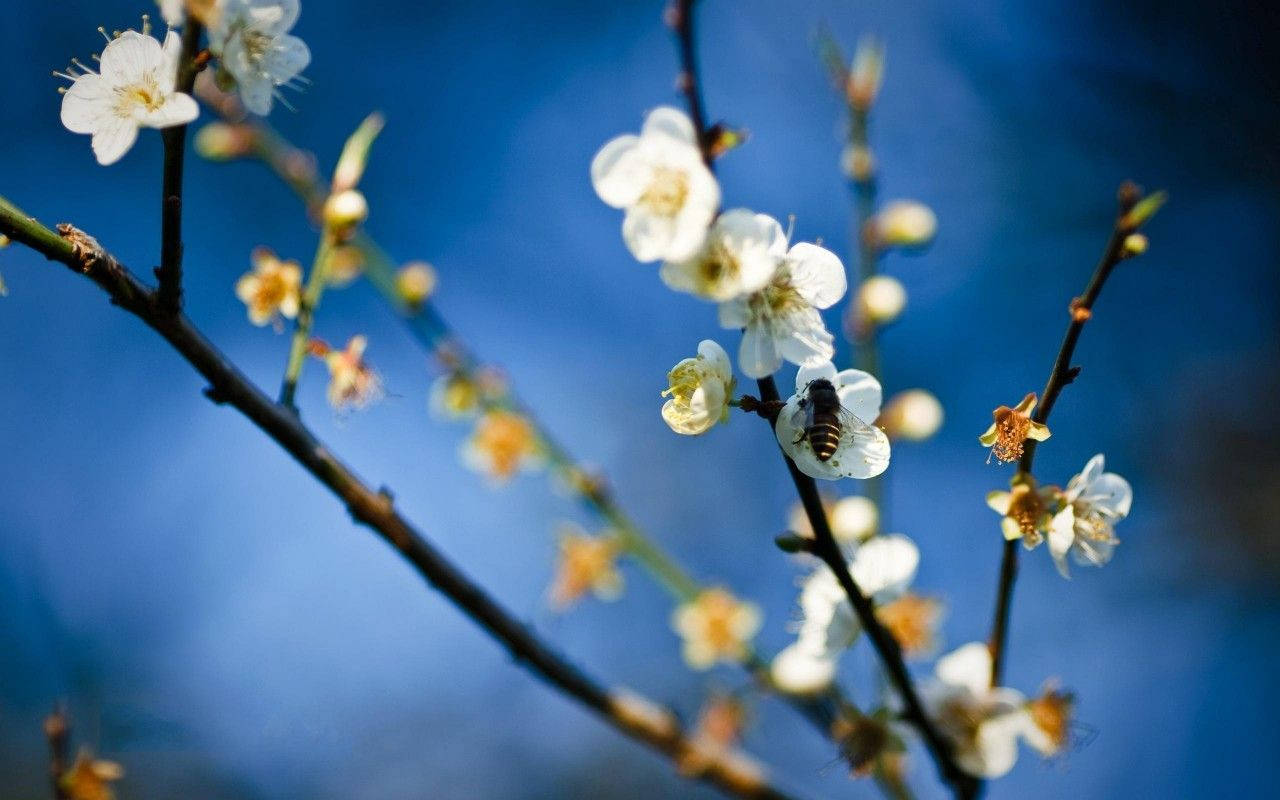 White Flower Bee Wallpaper