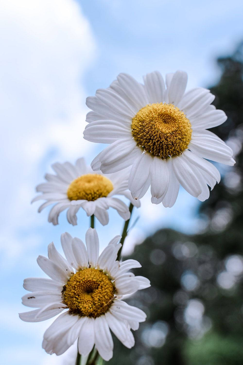 White Flower Blooming For Spring Iphone Wallpaper