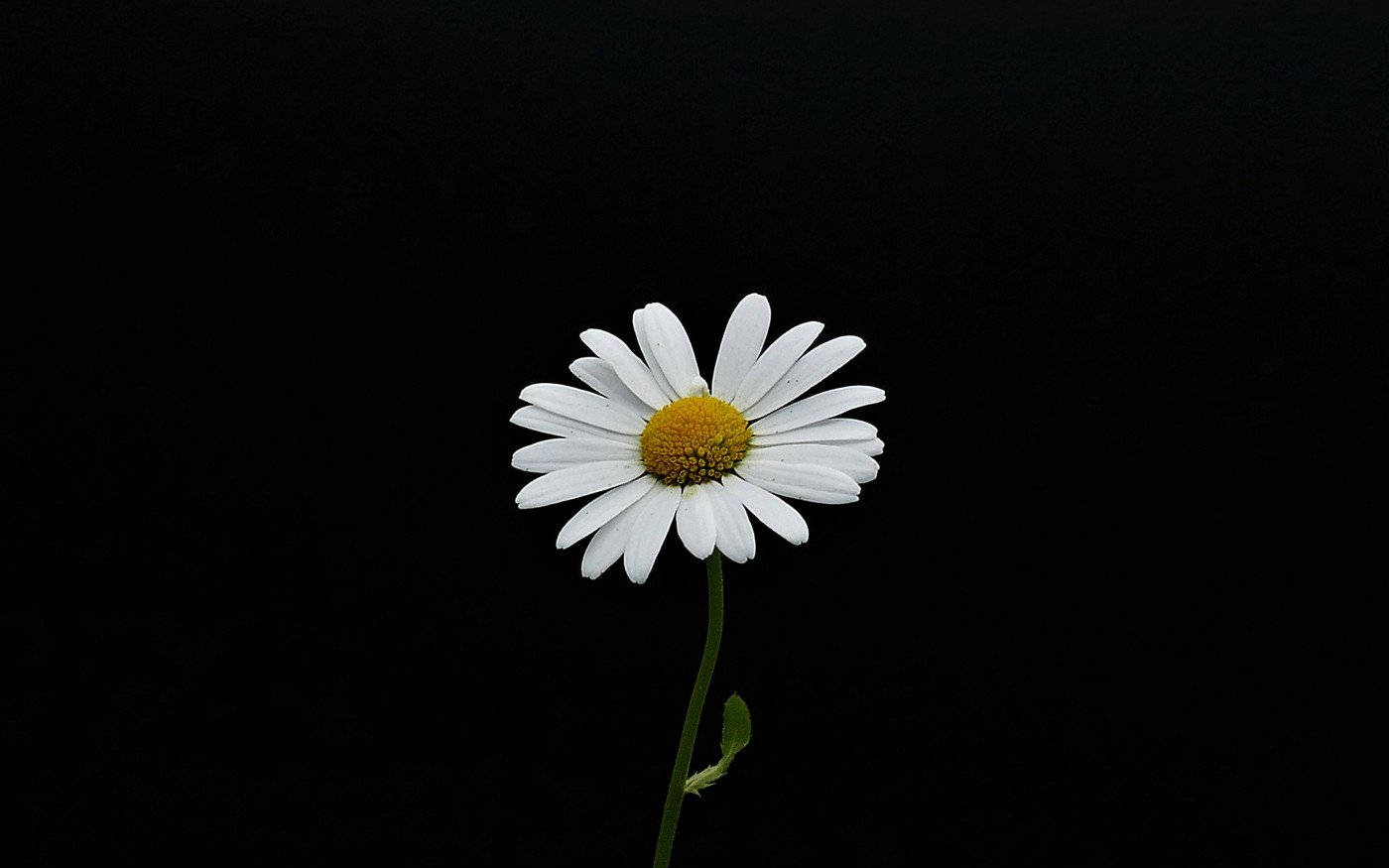 White Flower Center Wallpaper