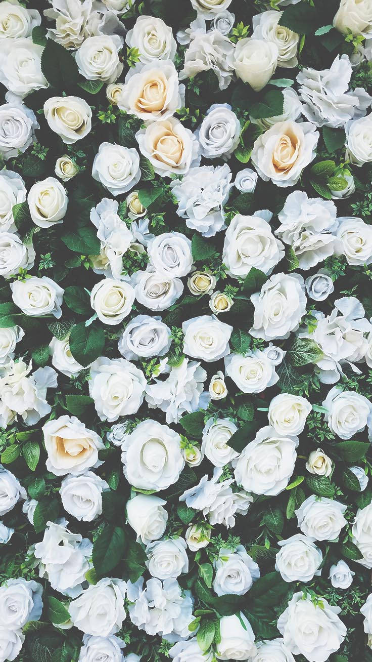 White Flower Garden Bush Iphone Screen Wallpaper