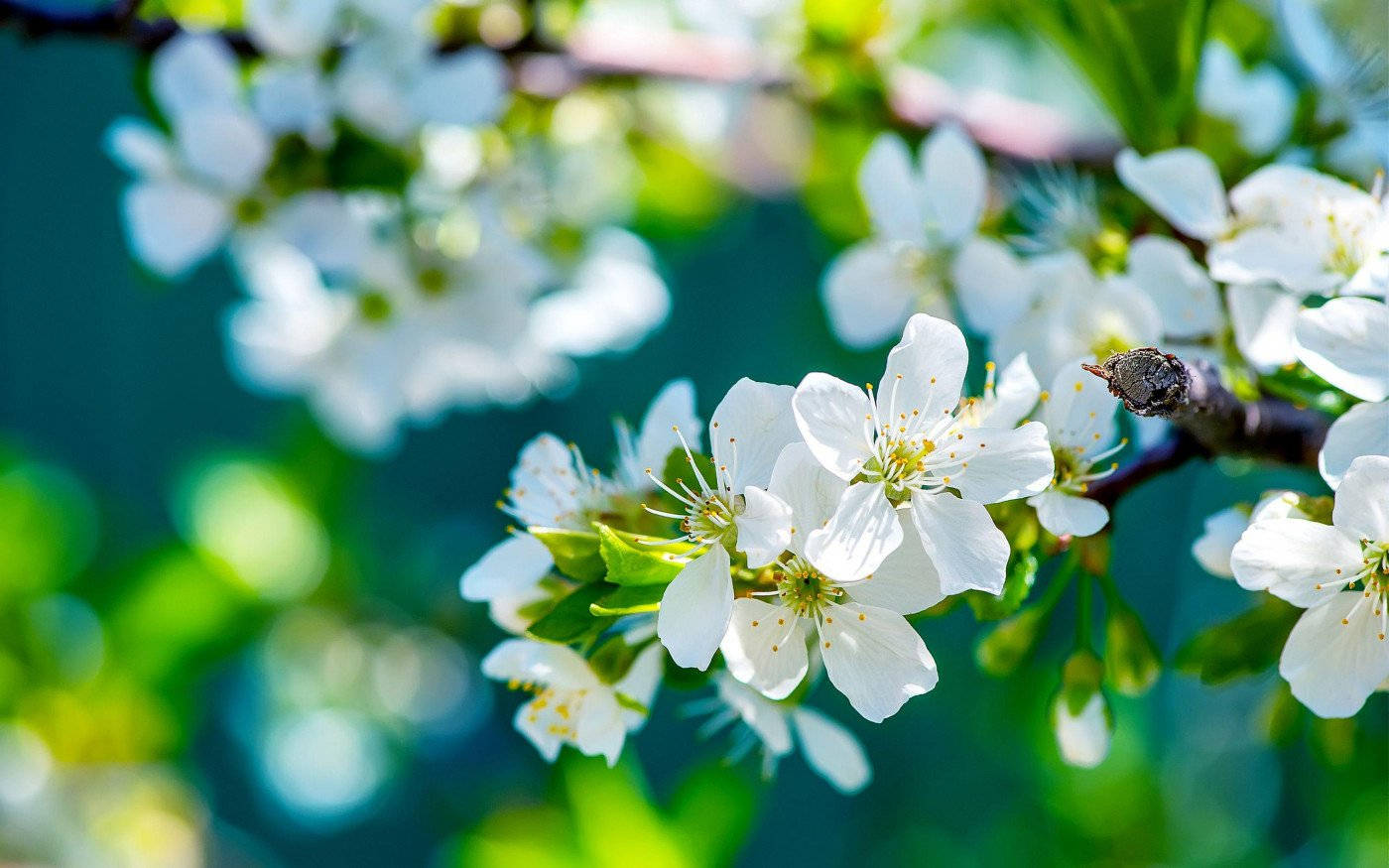 White Flower On Branch Wallpaper