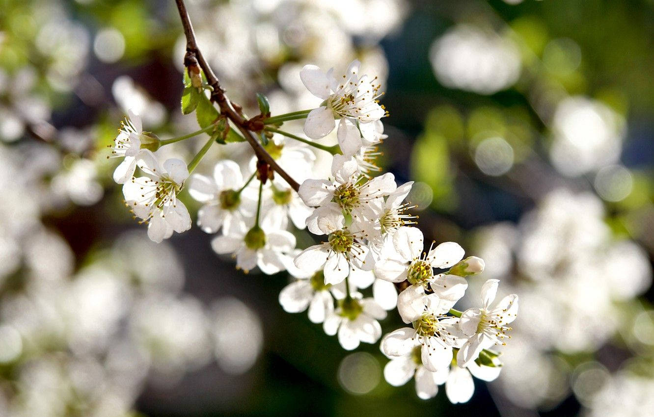 White Flower Sunny Day Wallpaper