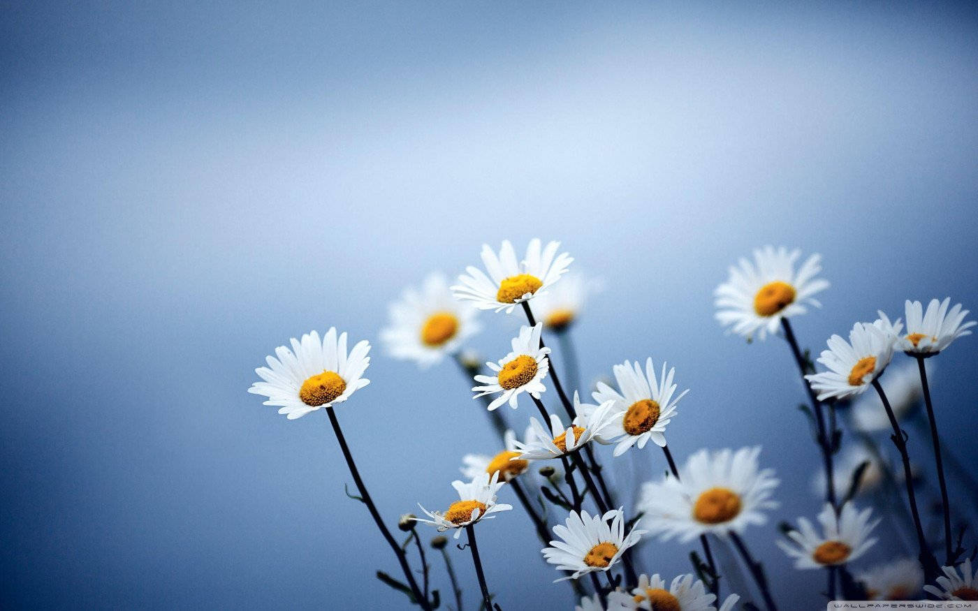 White Flower Yellow Center Wallpaper