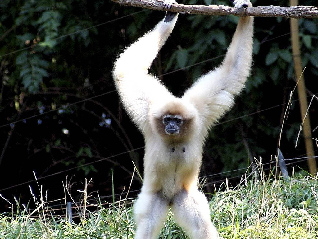 White Gibbon Holding Branch Wallpaper