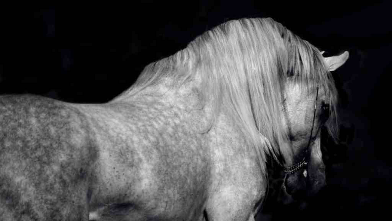 White Horse On Black Tablet Wallpaper