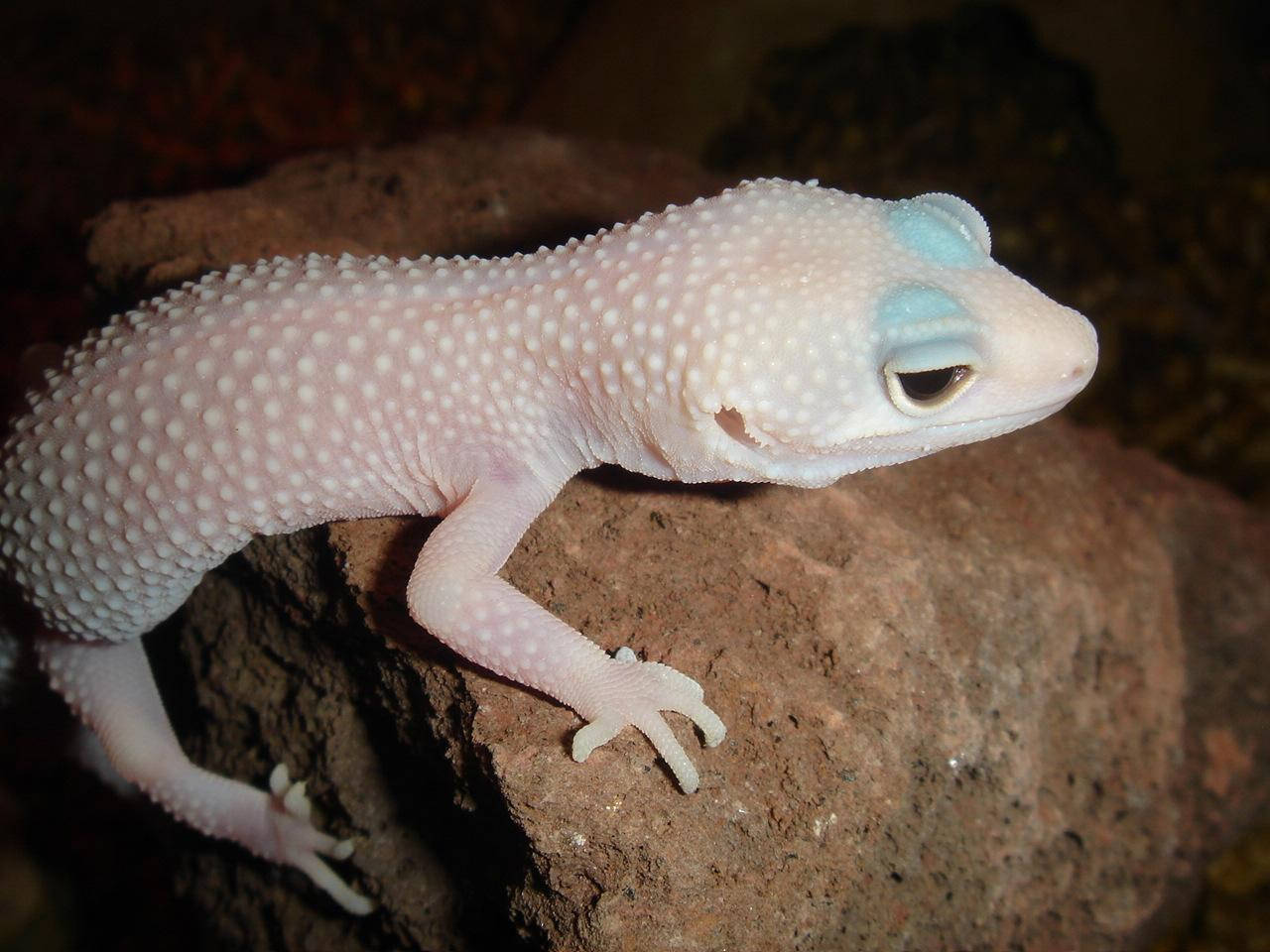 White Leopard Gecko On Rock Wallpaper