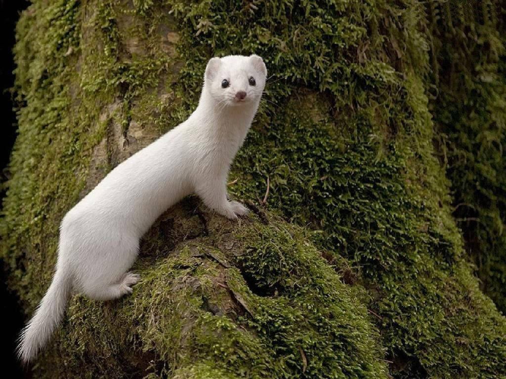 White Mink On A Tree Wallpaper