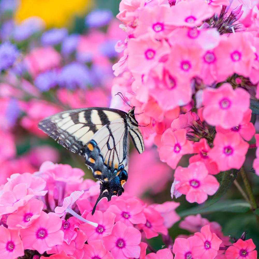 White Old World Swallowtail Butterfly On Flower Wallpaper