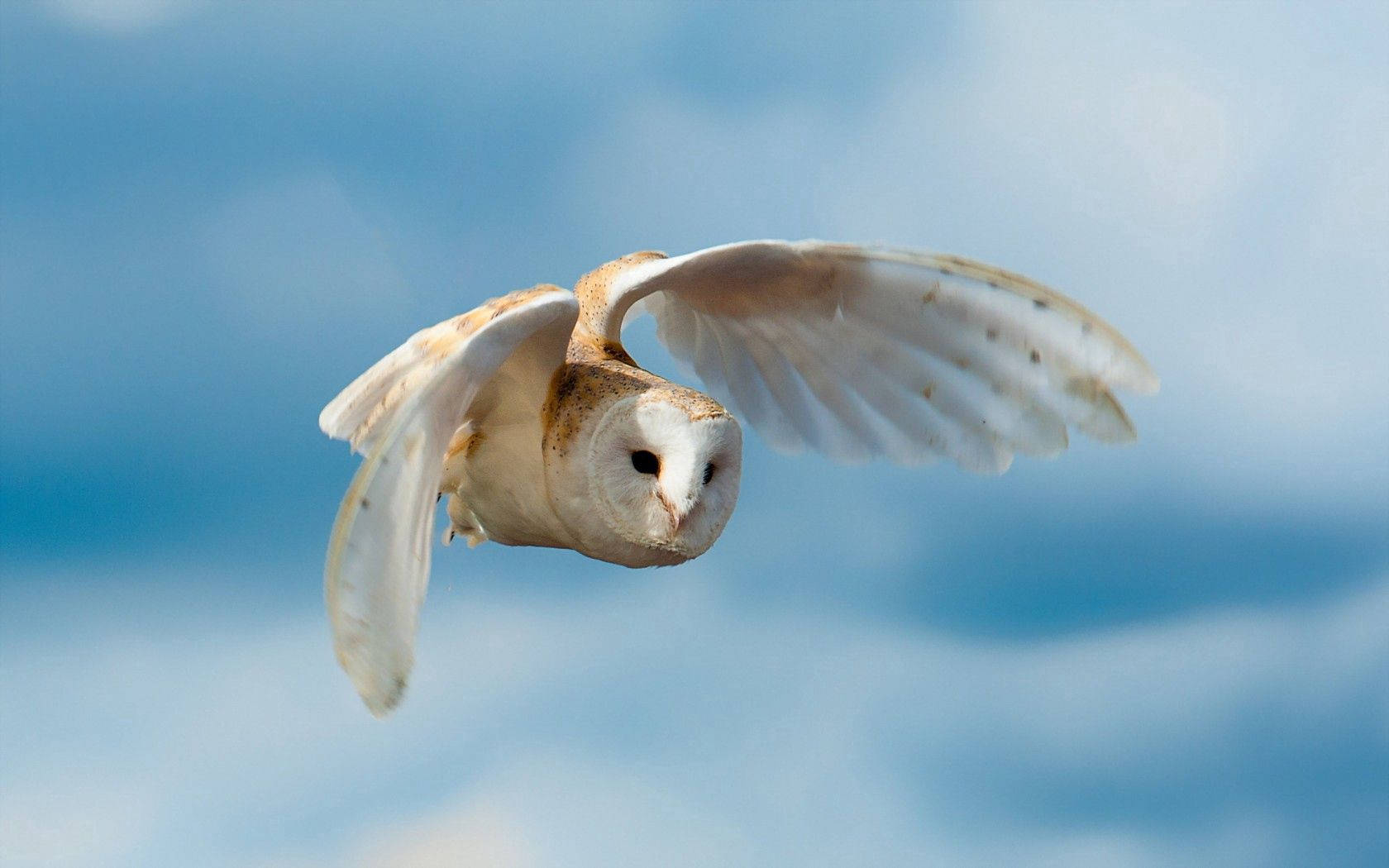 White Owl Flying Birds In Nature Wallpaper