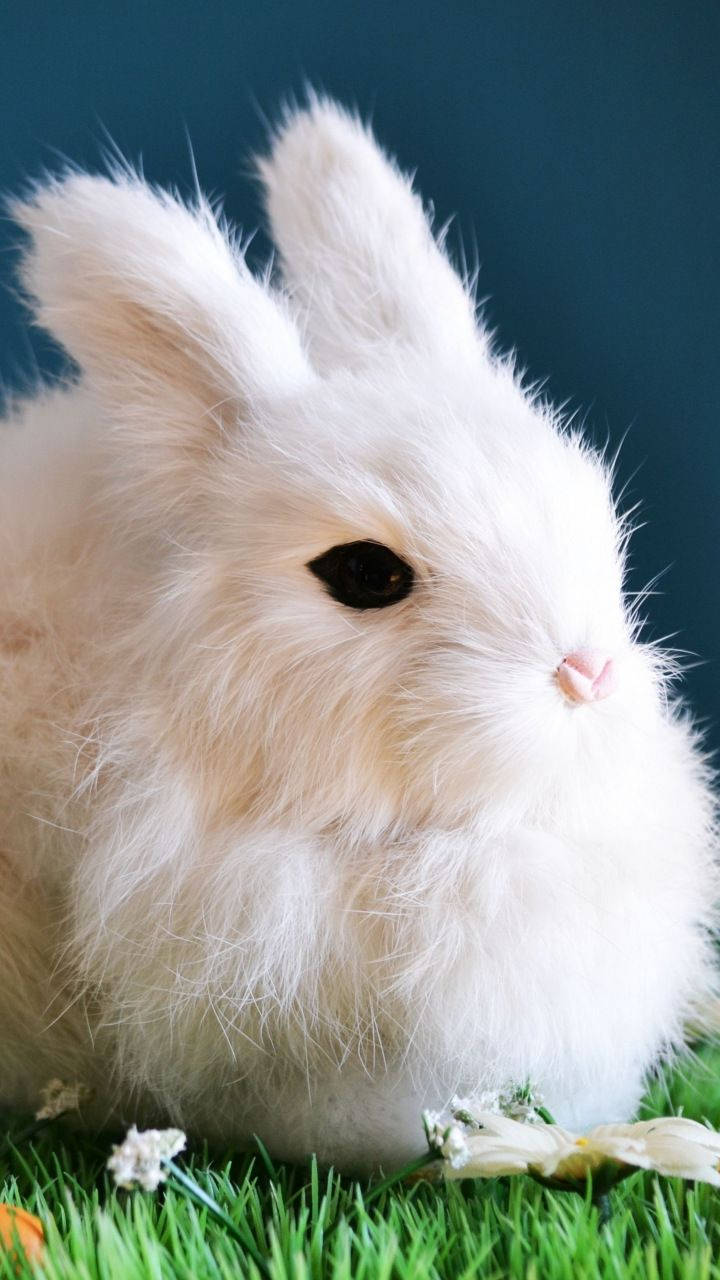 White Rabbit Doll Wallpaper