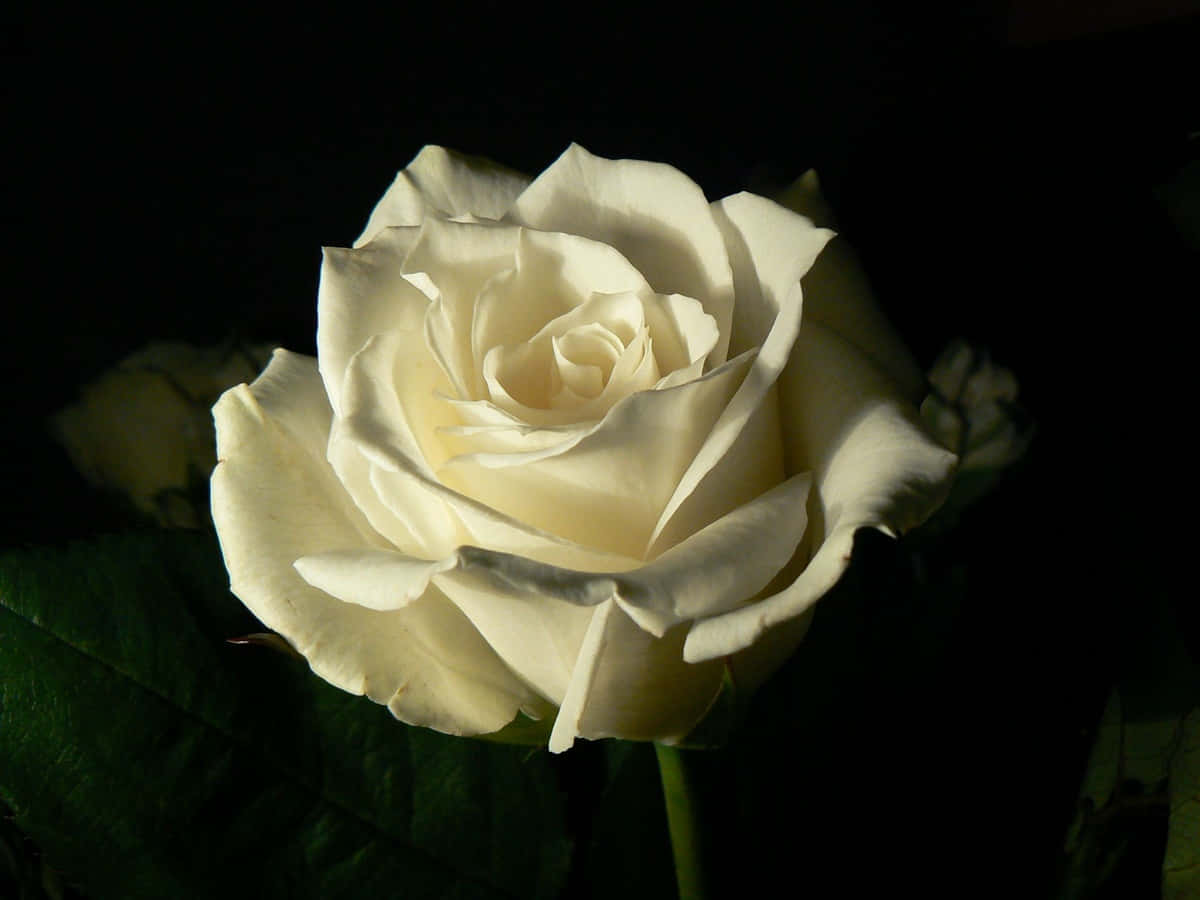 White Rose Aesthetic Macro Shot Wallpaper